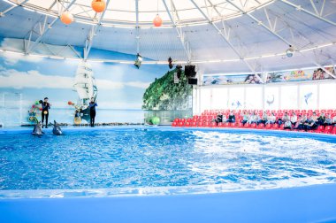 MINSK, BELARUS - 14 Mayıs 2017 Dolphinarium 'da yunuslar oynuyor. Yunusların ve deniz aslanlarının gösterisi