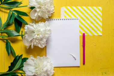 Eski boyalı sarı ahşap grunge arkaplan dokusu üzerinde tek bej beyaz şakayık düz, fotokopi alanı ile üst görünüm