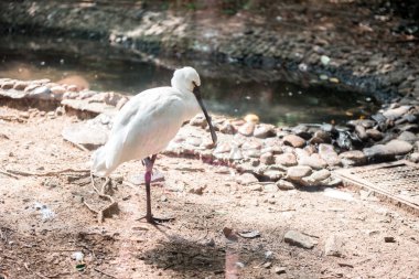 Hangzhou Hayvanat Bahçesindeki kuş. Güzel doğa..