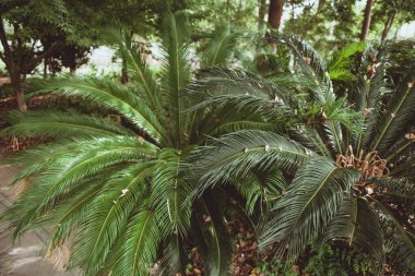 Zhejiang Jiaxing Güney Gölü Sahne Parkı.