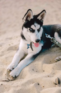 Mavi gözlü şirin Sibiryalı köpek yavrusu güneşli yaz havasında açık havada oynar.