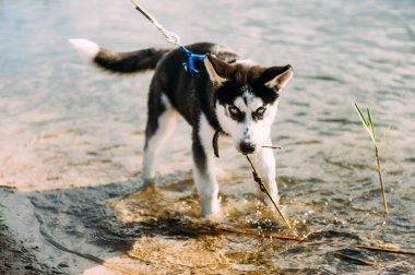 Mavi gözlü şirin Sibiryalı köpek yavrusu güneşli yaz havasında açık havada oynar.