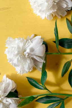 Eski boyalı sarı ahşap grunge arkaplan dokusu üzerinde tek bej beyaz şakayık düz, fotokopi alanı ile üst görünüm