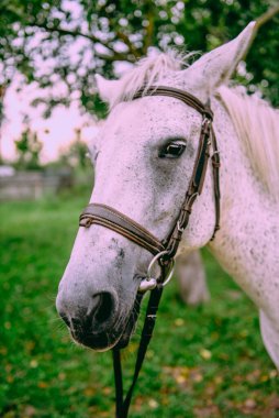 Karlı beyaz Arap aygırı yeşil arka planda