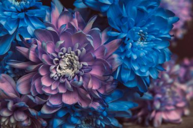 Violet, blue and pink chrysanthemum. A bouquet of chrysanthemums. Chrysanthemum Flower Close up clipart
