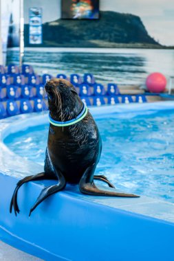 MINSK, BELARUS - 14 Mayıs 2017 Dolphinarium 'da yunuslar oynuyor. Yunusların ve deniz aslanlarının gösterisi 