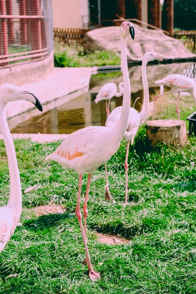 反射して水の中に立つカリブ海フラミンゴ キューバだ 優れたイラスト — ストック写真