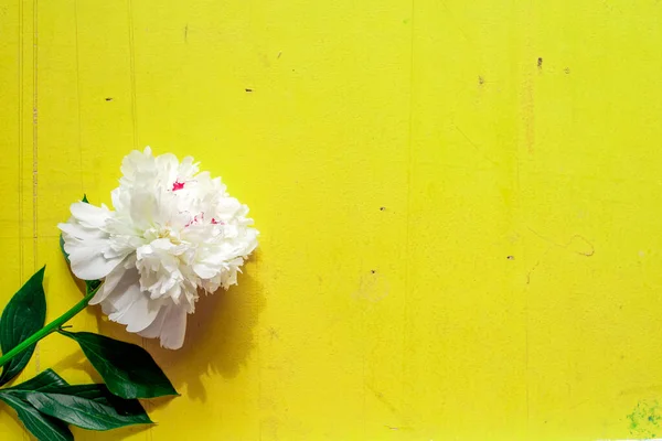 Lone beige white peony on old painted yellow wood grunge background texture.. Flat lay, top view with copy space