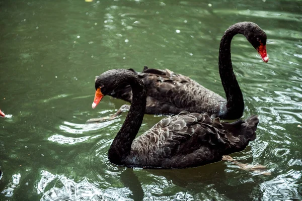 黒白鳥の湖で杭州動物園 暗いトーンで泳ぐ — ストック写真