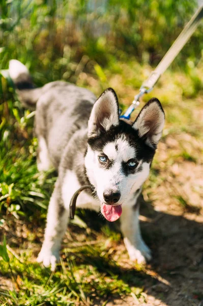 Mavi Gözlü Şirin Sibiryalı Köpek Yavrusu Güneşli Yaz Havasında Açık — Stok fotoğraf