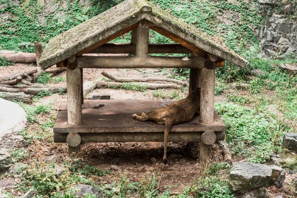 Lew Zoo Hangzhou Piękna Przyroda — Zdjęcie stockowe