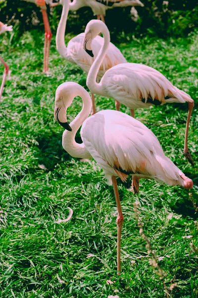 Karibischer Flamingo Wasser Mit Spiegelung Kuba Eine Hervorragende Illustration — Stockfoto