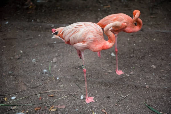 Розовые Фламинго Зеленом Фоне Зоопарке Ханчжоу — стоковое фото