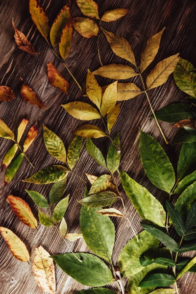 Φθινόπωρο Ξύλινο Φόντο Πράσινο Και Κίτρινο Φύλλα Flatlay — Φωτογραφία Αρχείου