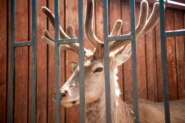 Deer in a cage looking for food at the zoo.