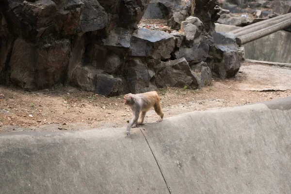 Sentier Randonnée Dans Zoo Hangzhou Belle Nature — Photo