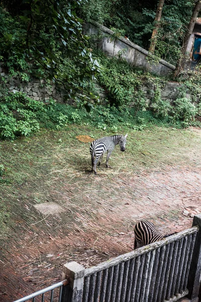 Cebra Zoológico Hangzhou Hermosa Naturaleza — Foto de Stock
