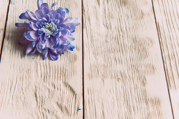 バイオレット ブルー ピンクの菊 コピースペース付きの木製の背景に菊の花束 菊の花を閉じる — ストック写真