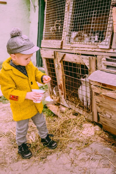 Μικρό Αγόρι Που Ψάχνει Ζώο Στη Φάρμα Στην Ύπαιθρο — Φωτογραφία Αρχείου