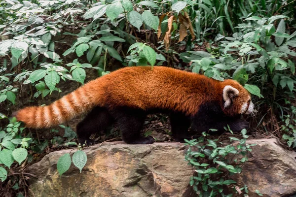Czerwona Panda Lub Firefox Zoo Hangzhou — Zdjęcie stockowe