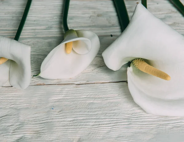 Mockup Branco Calla Flores Fundo Madeira Branco Flat Lay Fundo — Fotografia de Stock