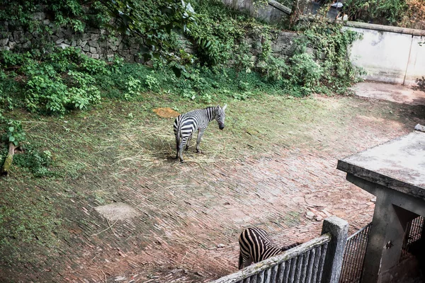 Zebra Zoo Hangzhou Piękna Przyroda — Zdjęcie stockowe