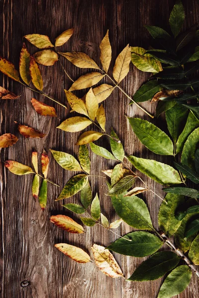 Podzimní Dřevěné Pozadí Zelenými Žlutými Listy Flatlay — Stock fotografie