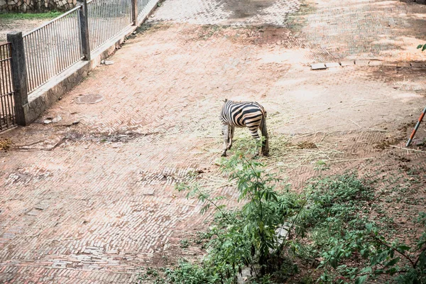 Zebra Hangzhou Hayvanat Bahçesinde Güzel Doğa — Stok fotoğraf