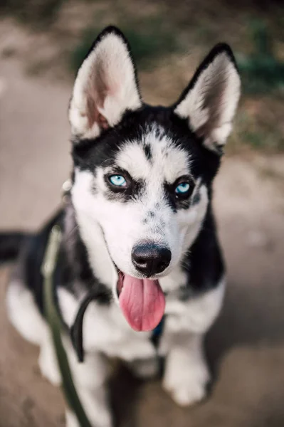 Lindo Perro Husky Siberiano Con Ojos Azules Jugar Aire Libre — Foto de Stock