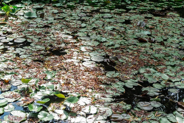 Park Wystawowy Zhejiang Jiaxing South Lake Scenic Park — Zdjęcie stockowe