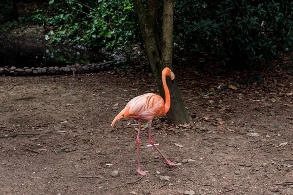 杭州動物園の緑を背景にピンクのフラミンゴ — ストック写真