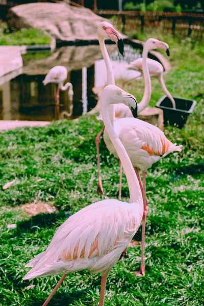 Karibischer Flamingo Wasser Mit Spiegelung Kuba Eine Hervorragende Illustration — Stockfoto