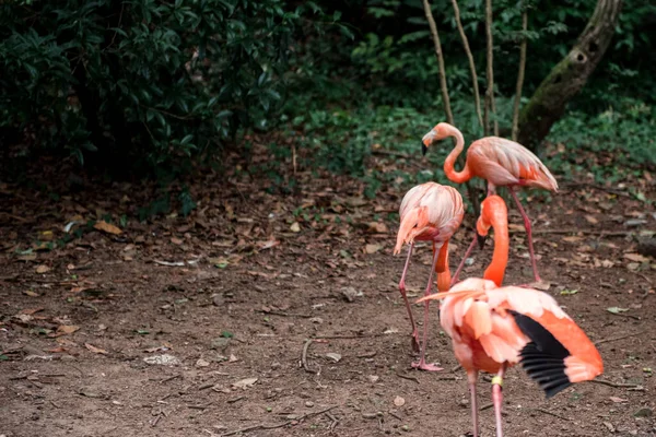 杭州動物園の緑を背景にピンクのフラミンゴ — ストック写真