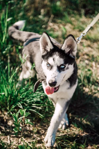 Söt Sibirisk Husky Valp Hund Med Blå Ögon Spela Utomhus — Stockfoto