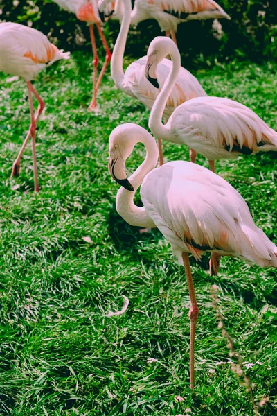 Flamingo Caribeño Pie Agua Con Reflejo Cuba Una Excelente Ilustración — Foto de Stock