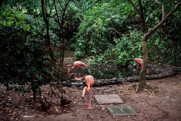 Rosa Flamingos Vor Grünem Hintergrund Zoo Von Hangzhou — Stockfoto