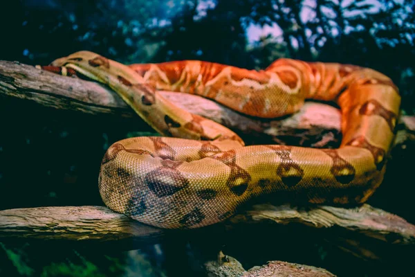 Primo Piano Del Pitone Birmano Nello Zoo — Foto Stock