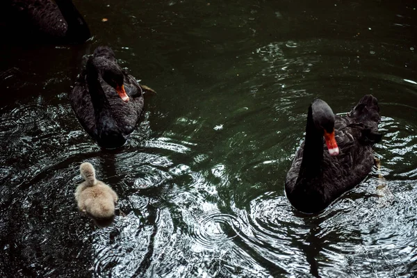 黒白鳥の湖で杭州動物園 暗いトーンで泳ぐ — ストック写真