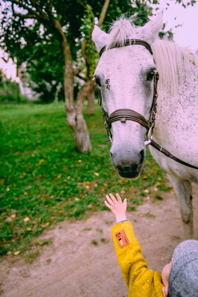 Little Boy Looking Animal Farm Countryside — Stock Photo, Image