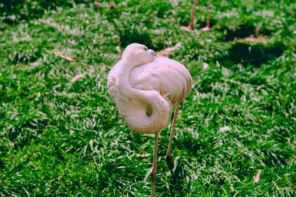 Flamingo Caribeño Pie Agua Con Reflejo Cuba Una Excelente Ilustración — Foto de Stock