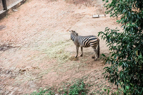 Zebra Hangzhou Hayvanat Bahçesinde Güzel Doğa — Stok fotoğraf