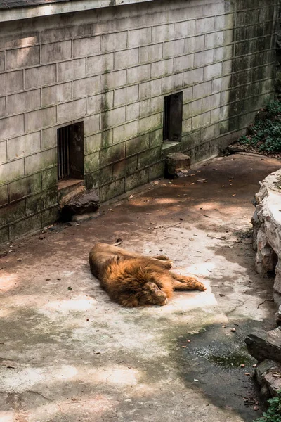 Lion Hangzhou Zoo Hermosa Naturaleza — Foto de Stock