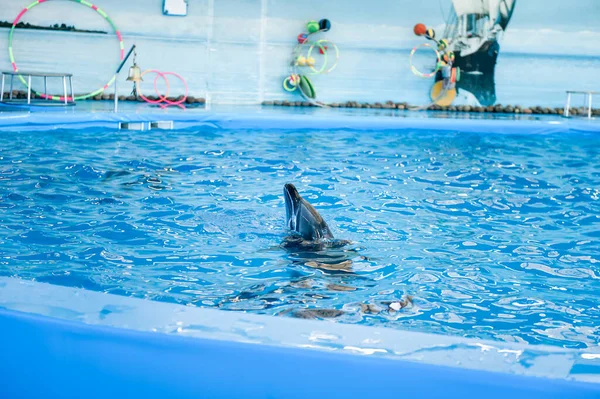 Беларусь Мая 2017 Года Дельфины Играют Дельфинарии Выставка Дельфинов Морских — стоковое фото