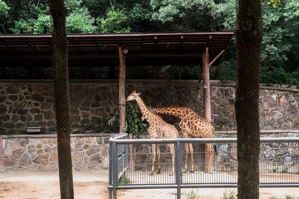 Hangzhou Hayvanat Bahçesindeki Zürafalar Güzel Doğa — Stok fotoğraf