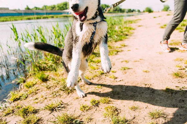 Cute Siberian Husky Puppy Dog Blue Eyes Play Outdoors Sunny — Stock Photo, Image