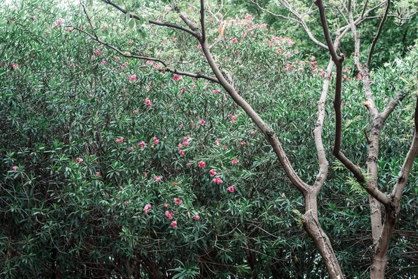 Zhejiang Jiaxing South Lake Scenic Park Show Park — Stock fotografie