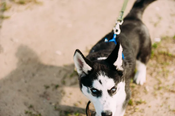 Cute Siberian Husky Puppy Dog Blue Eyes Play Outdoors Sunny — Stock Photo, Image