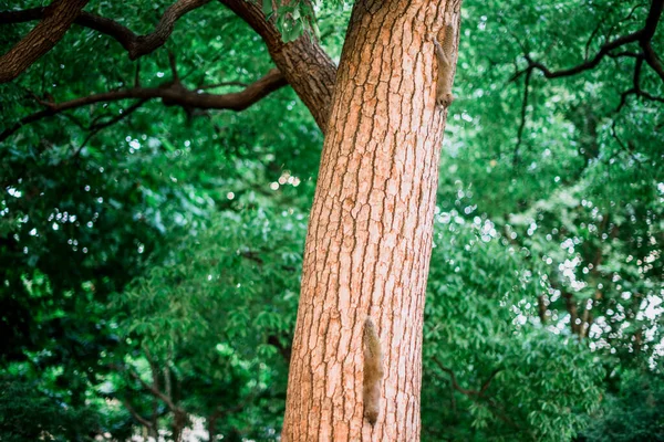 Krásný Strom Přírodní Scenérie Krajina Hangzhou Čína — Stock fotografie