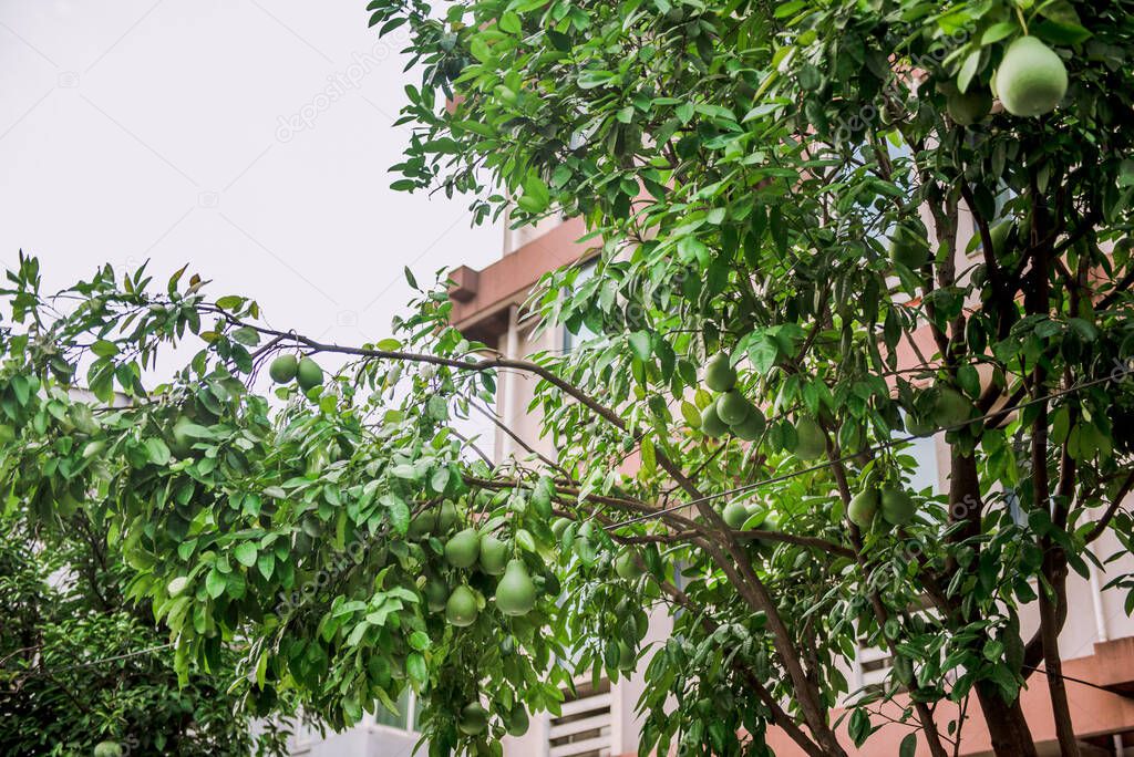 Hangzhou, China - August1, 2017: tropical fruits on tree 