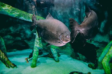 Marangoz köpekbalığı olarak da bilinen büyük testere balığı ve diğer balıklar büyük bir akvaryumda yüzüyorlar..